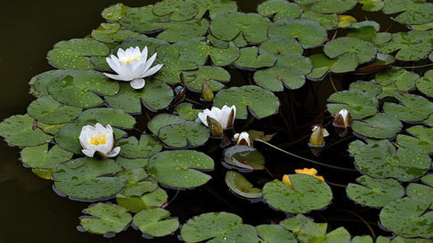 How to grow and care for White Water-Lily
