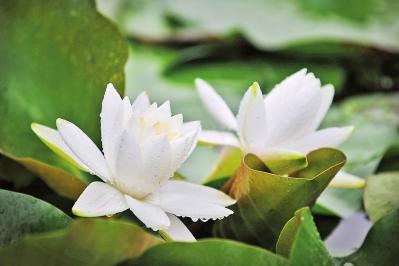 White water-lily