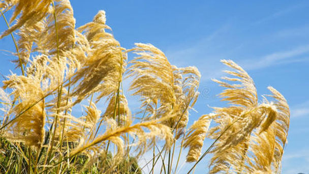 Guide to Pampas grass: How to grow and care for Pampas grass