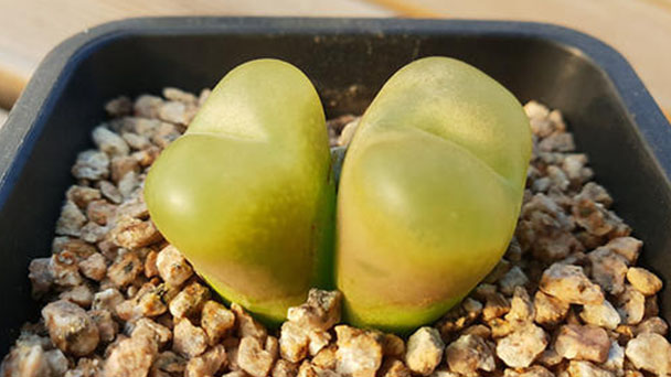 How to care for Conophytum maughanii
