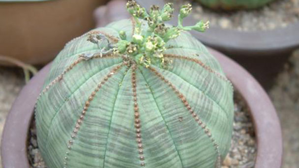 Euphorbia obesa profile