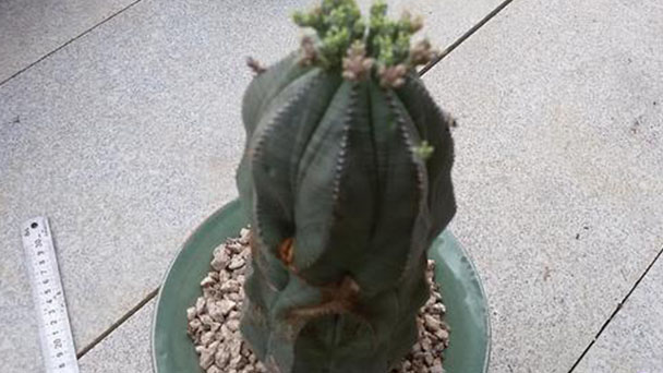 How to care for Euphorbia obesa