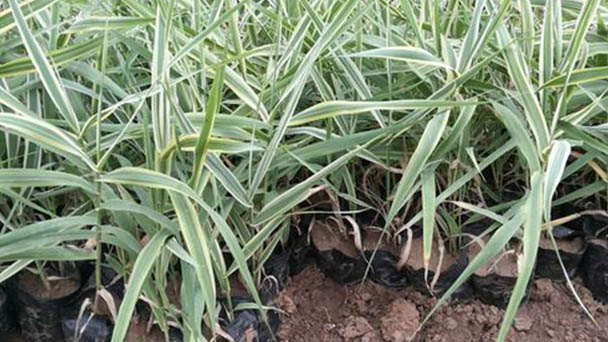 How to propagate Giant Reed