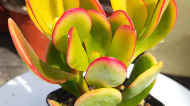 How to care for Jade plant