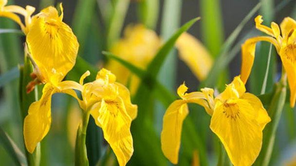 How to propagate Yellow Iris