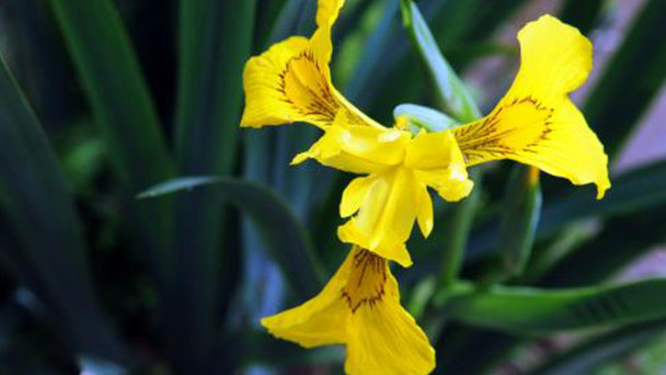How to grow and care for Yellow Iris