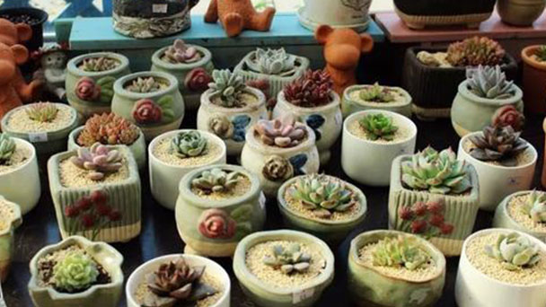 Succulents care tips
