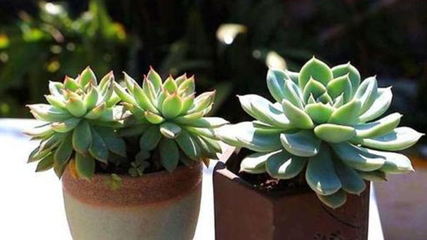 How to care for your succulents