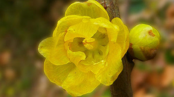How to grow and care for Chimonanthus Praecox