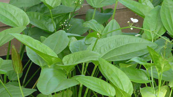 Common water-plantain profile