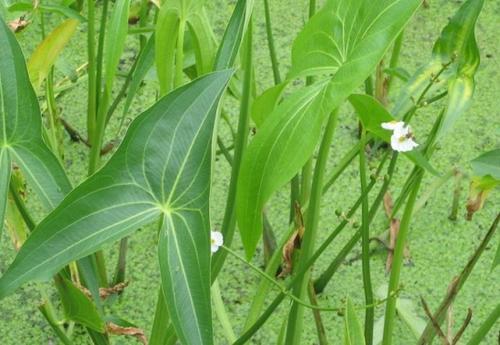 Common Water-Plantain