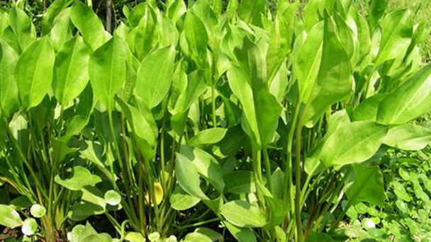 Effects and roles of Common water-plantain