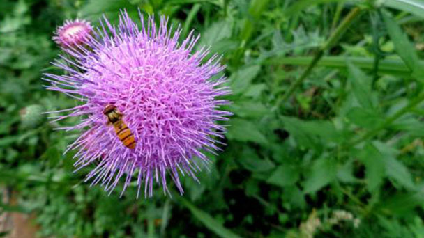 How to care for Creeping Thistle