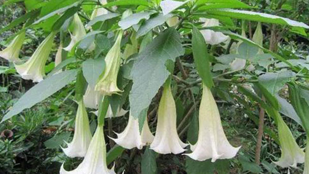 How to care for Jimsonweed