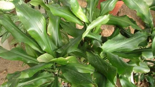 How to grow and care for Dracaena Deremensis Compacta