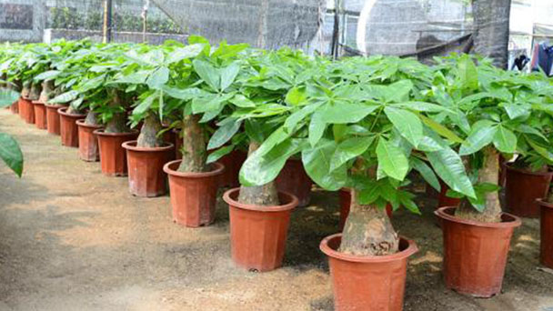 How to Take Care of Guiana Chestnut Leaves Falling & Wilting