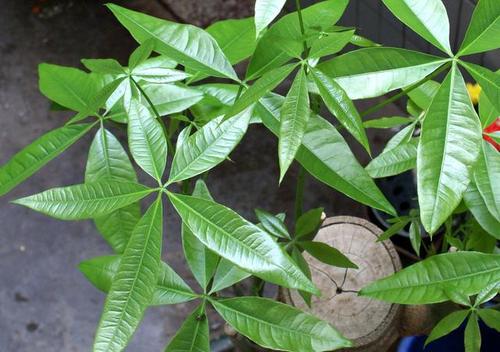 Guiana Chestnut Plant