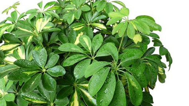 Guiana Chestnut Leaves Slime & Drooping Causes & Care Solutions