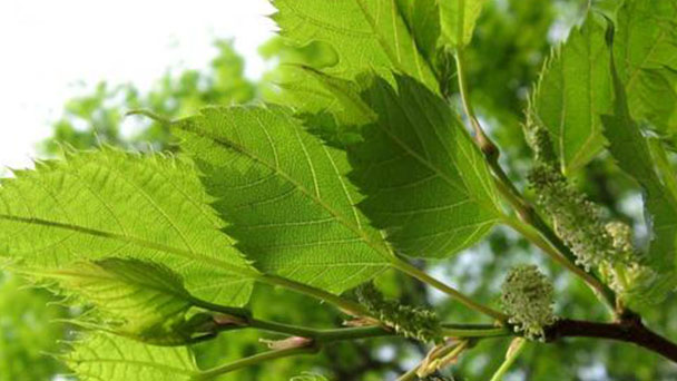 Mulberry Profile - Everything You Should Know About Mulberry
