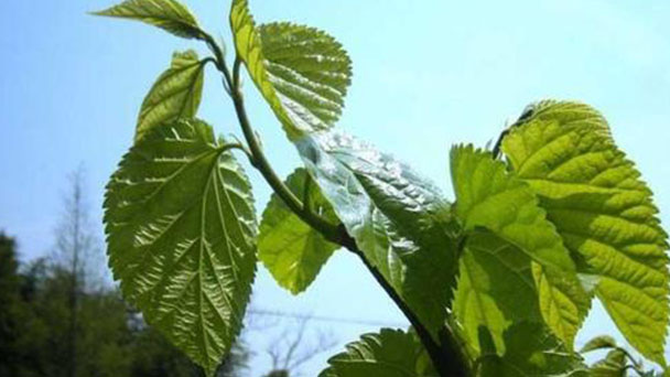How to Grow and Care for Mulberry