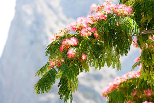 Persian Silk trees