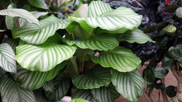 Calathea orbifolia profile