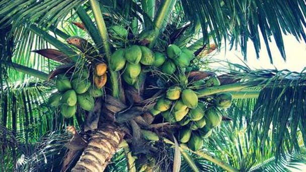 How to propagate Cocos Nucifera