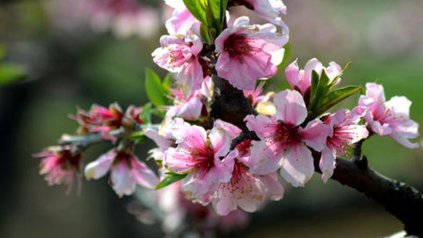 How to propagate Peach blossom