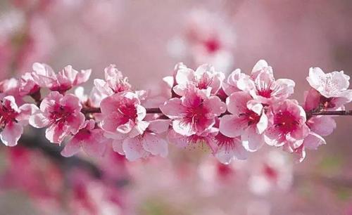 Peach blossom