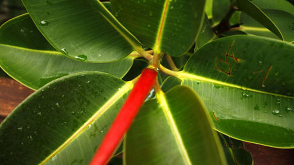Rubber fig plant care-How to grow and maintain Rubber fig