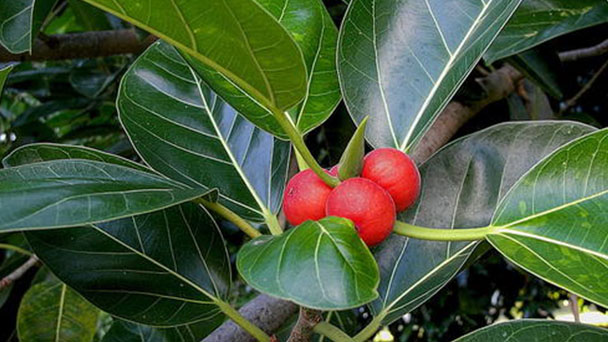 How to grow and care for Rubber fig