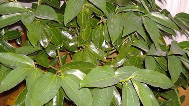 How to propagate Cinnamomum Kotoense