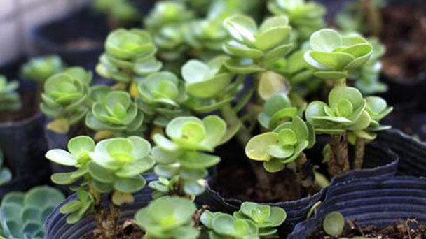 How to Care for Portulaca Molokiniensis