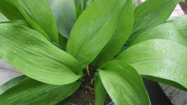 How to care for Aspidistra
