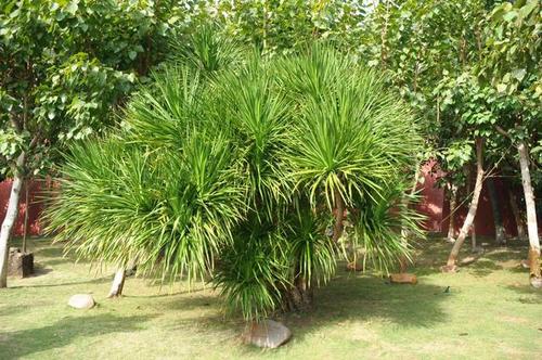 Dracaena - most common house plant