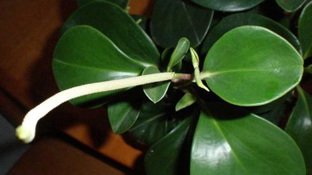 How to Care for Peperomia Tetraphylla