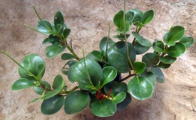 Peperomia tetraphylla - most common house plant
