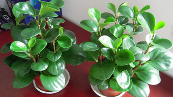 How to Take Care of Peperomia Tetraphylla