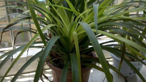 How to Take Care of Ponytail Palm Rot Root & Breaking Stems