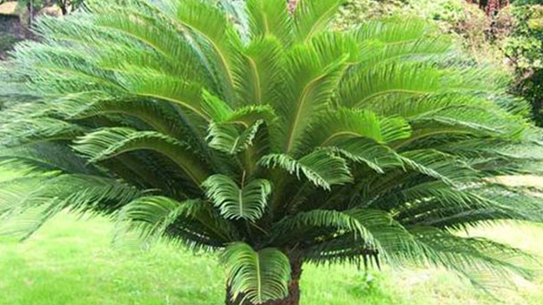 Sago palm profile