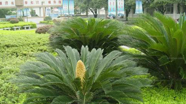 How to take care of Sago Palm