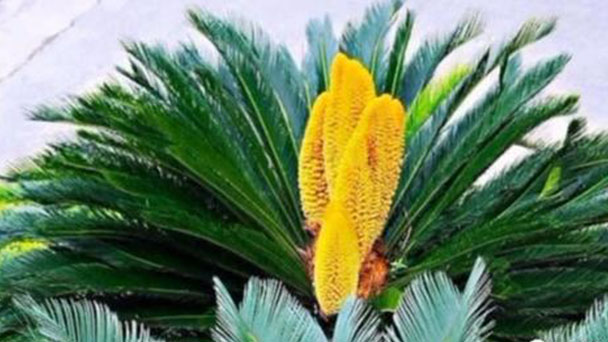 Propagation methods of Sago palm
