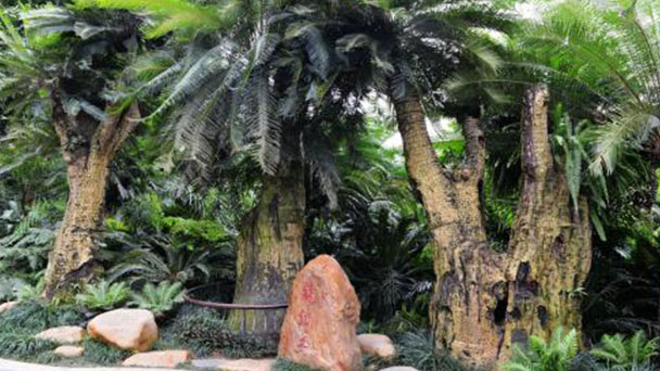 Sago palm care guide