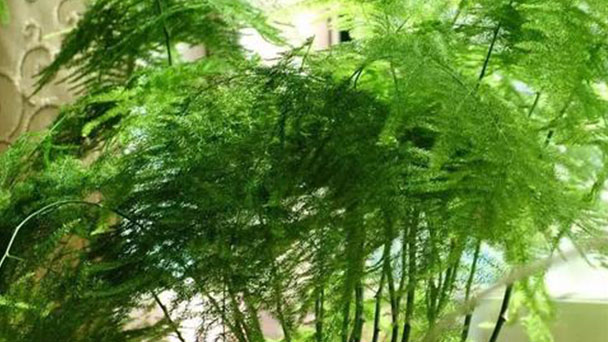 Common asparagus fern caring tips