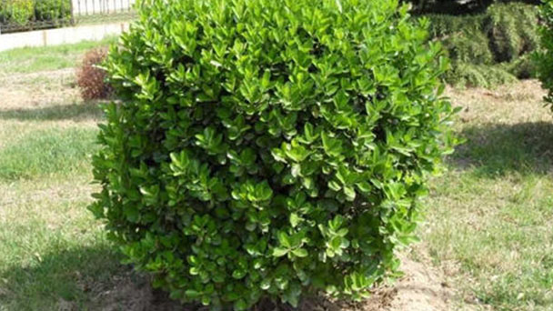 How to grow and care for Euonymus japonicus