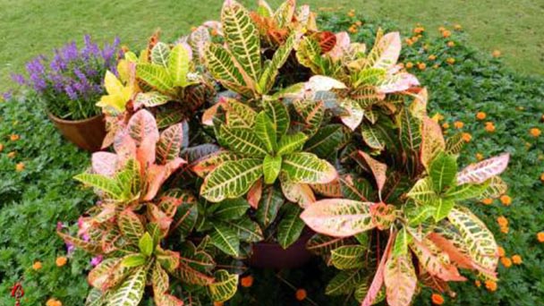 How to grow and care for Garden Croton