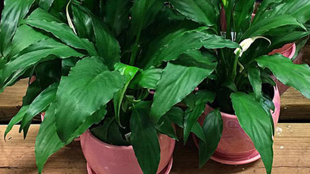 Peace Lily care guides