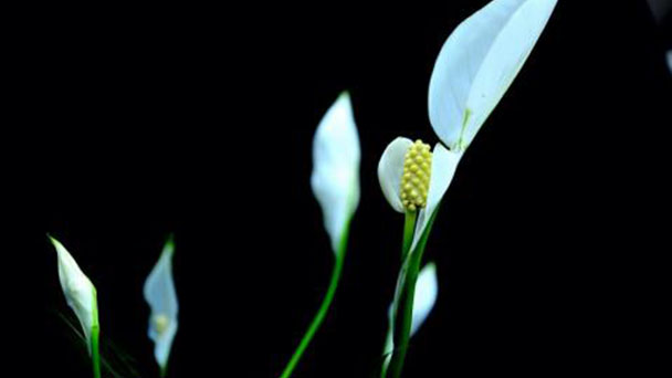 Peace lily caring tips