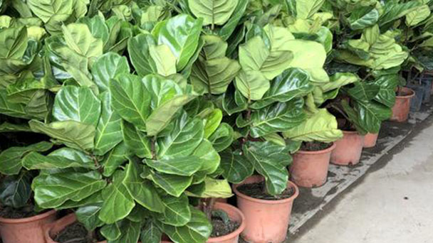 How to care for Fiddle-leaf fig
