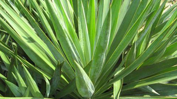 How to grow and care for Yucca
